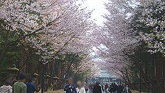 北海道神宮の桜並木 北海道神宮の桜並木