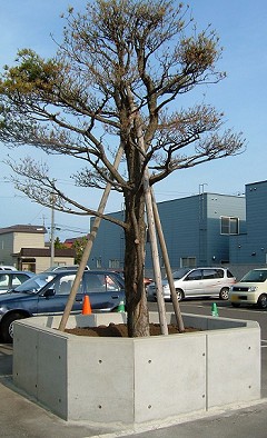 祈りの精誠を捧げてきた松の木